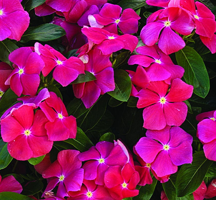 Cora Cascade Cherry Periwinkle Natorp's Online Plant Store